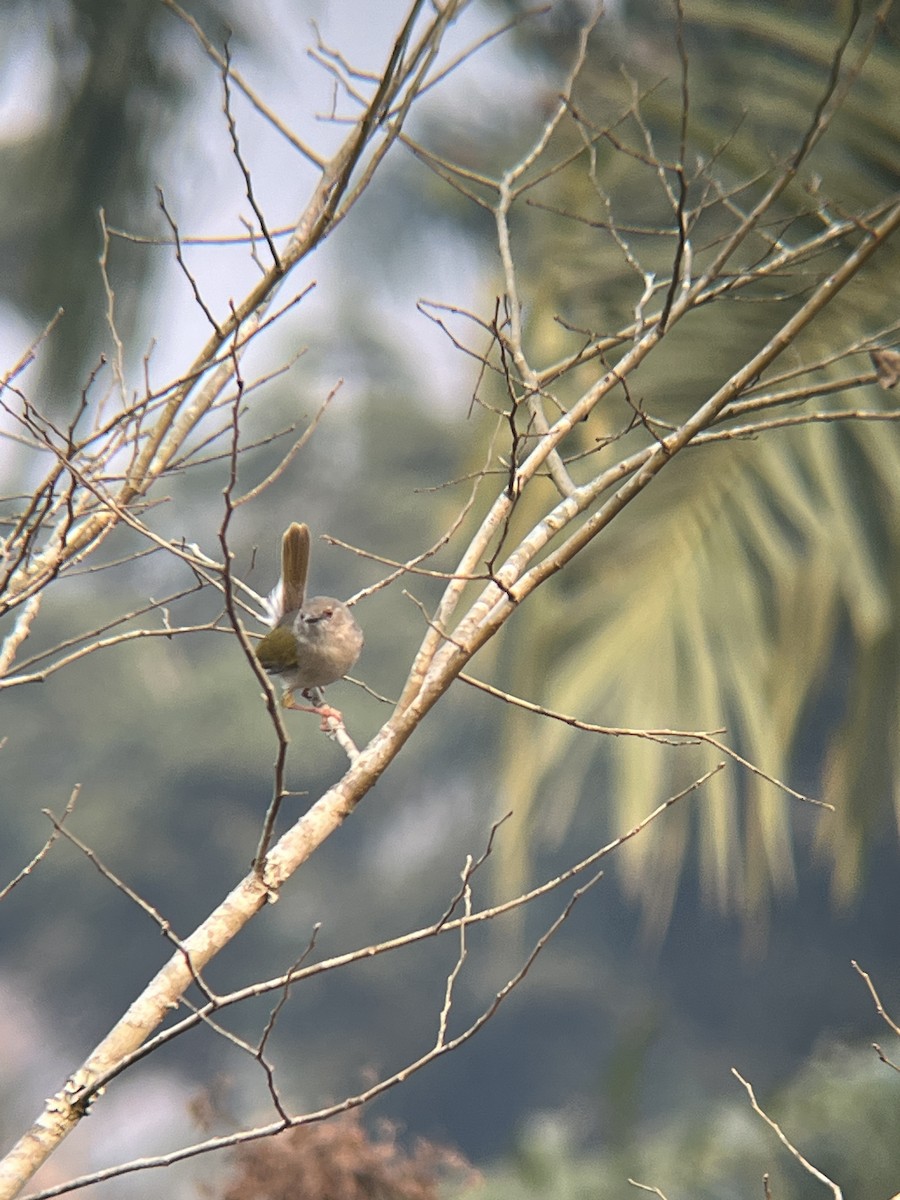 Hartert's Camaroptera - ML623675708