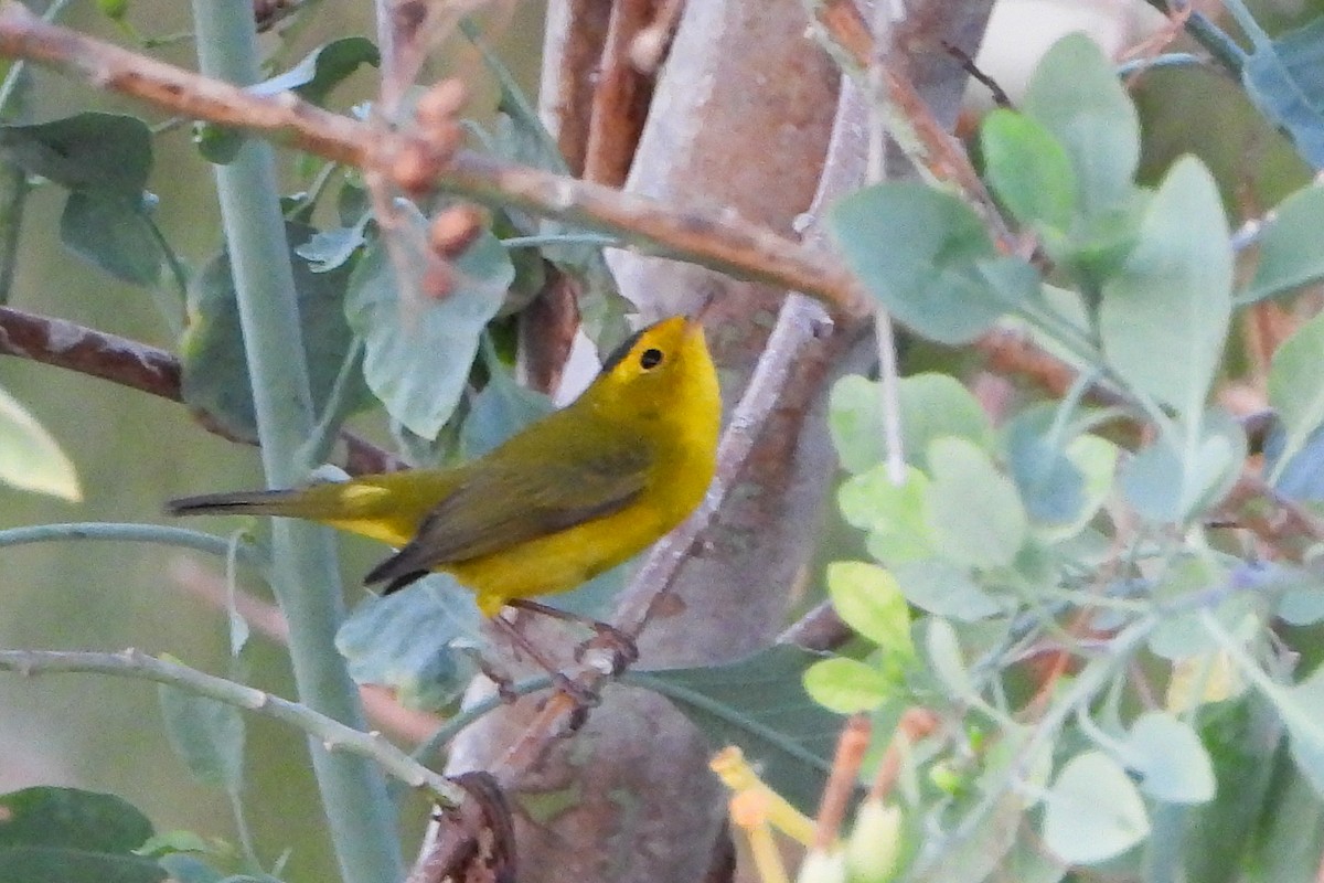 Wilson's Warbler - ML623675712