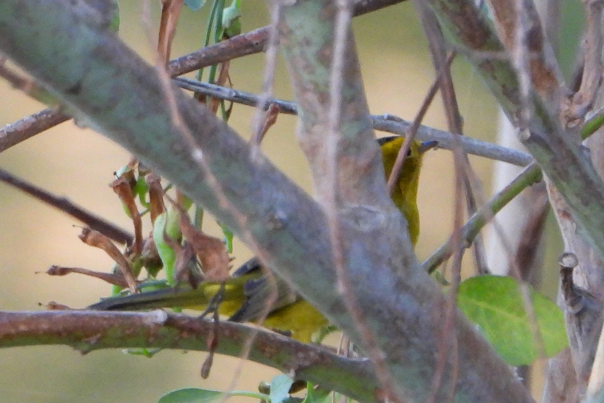 Wilson's Warbler - ML623675713