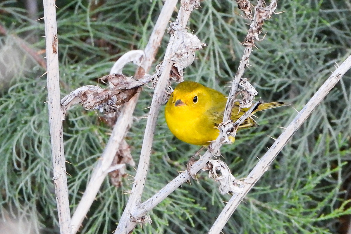 Wilson's Warbler - ML623675714