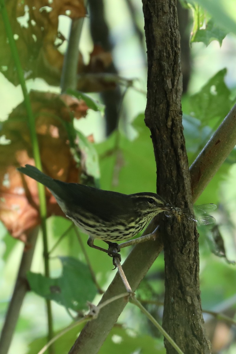 Northern Waterthrush - Emily Holcomb