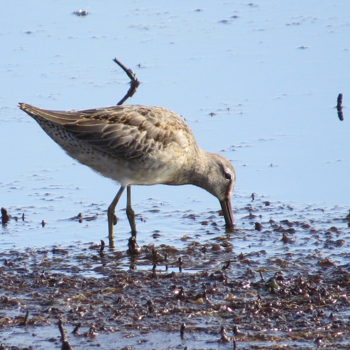 Long-billed Dowitcher - ML623675735