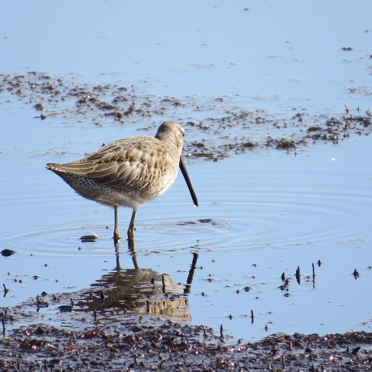 Long-billed Dowitcher - ML623675769