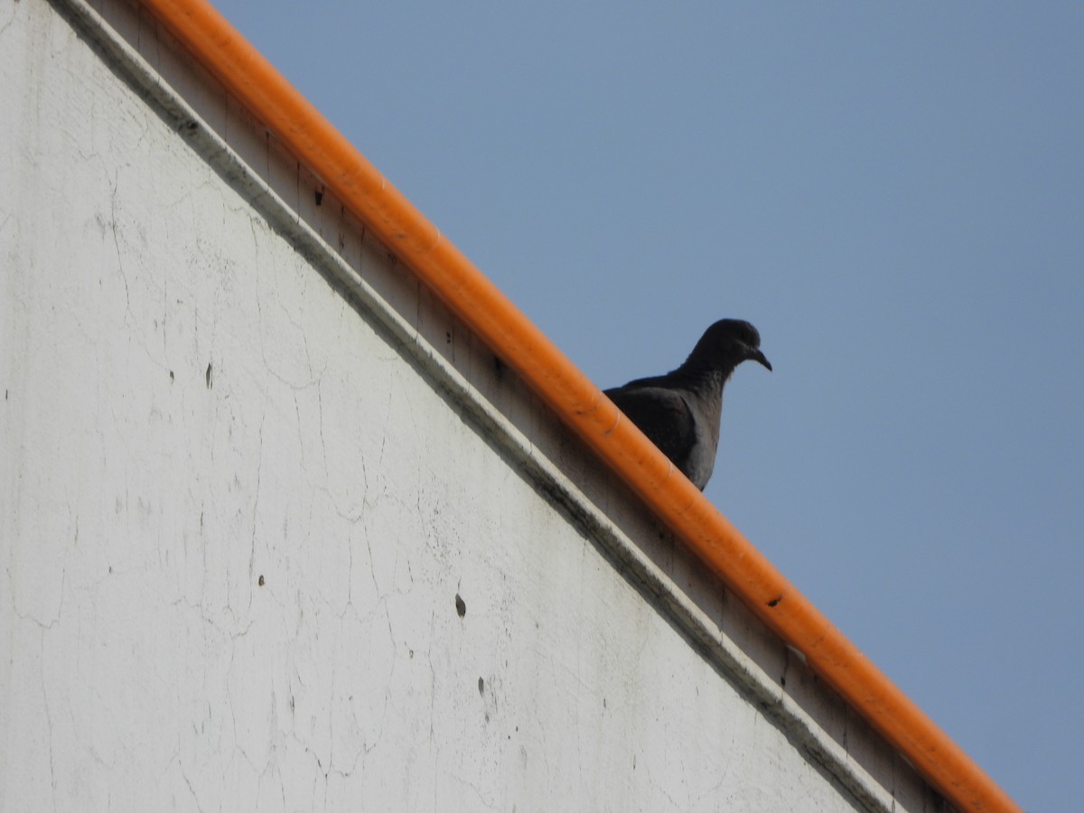 Speckled Pigeon - ML623675780