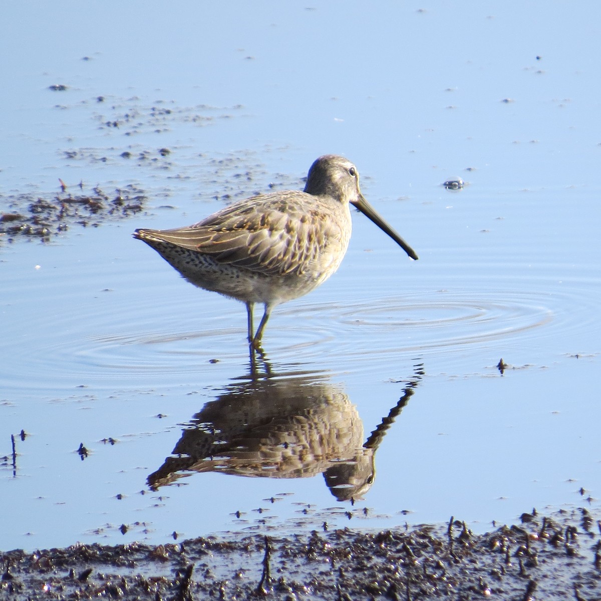 Long-billed Dowitcher - ML623675782