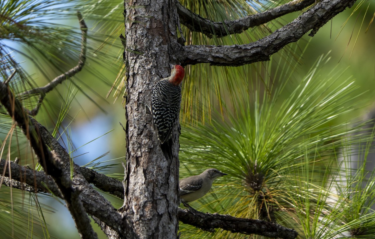 Red-bellied Woodpecker - ML623675799