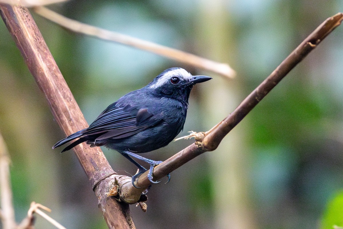 White-browed Antbird - ML623675801