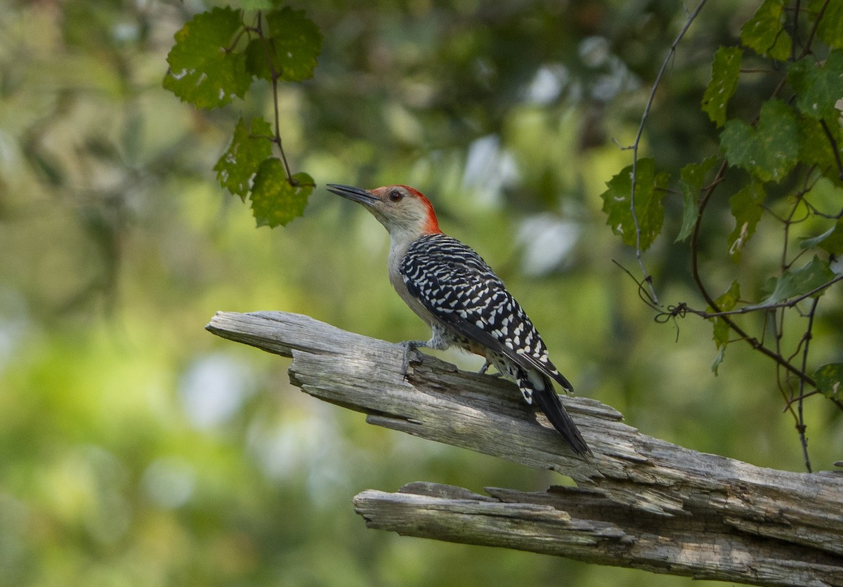 Red-bellied Woodpecker - ML623675804