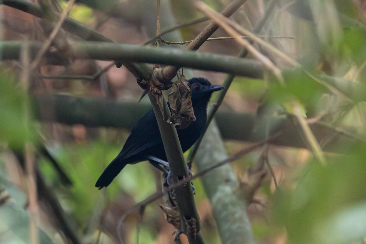 Goeldi's Antbird - ML623675807