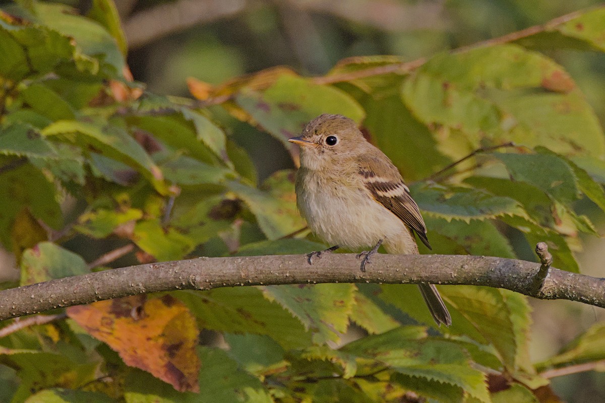 Least Flycatcher - ML623675809