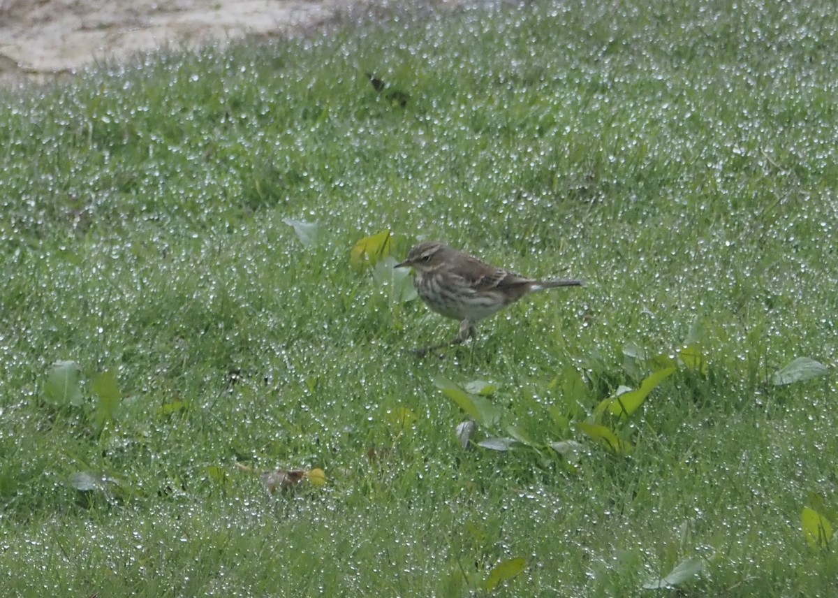 Water Pipit (Western) - ML623675810