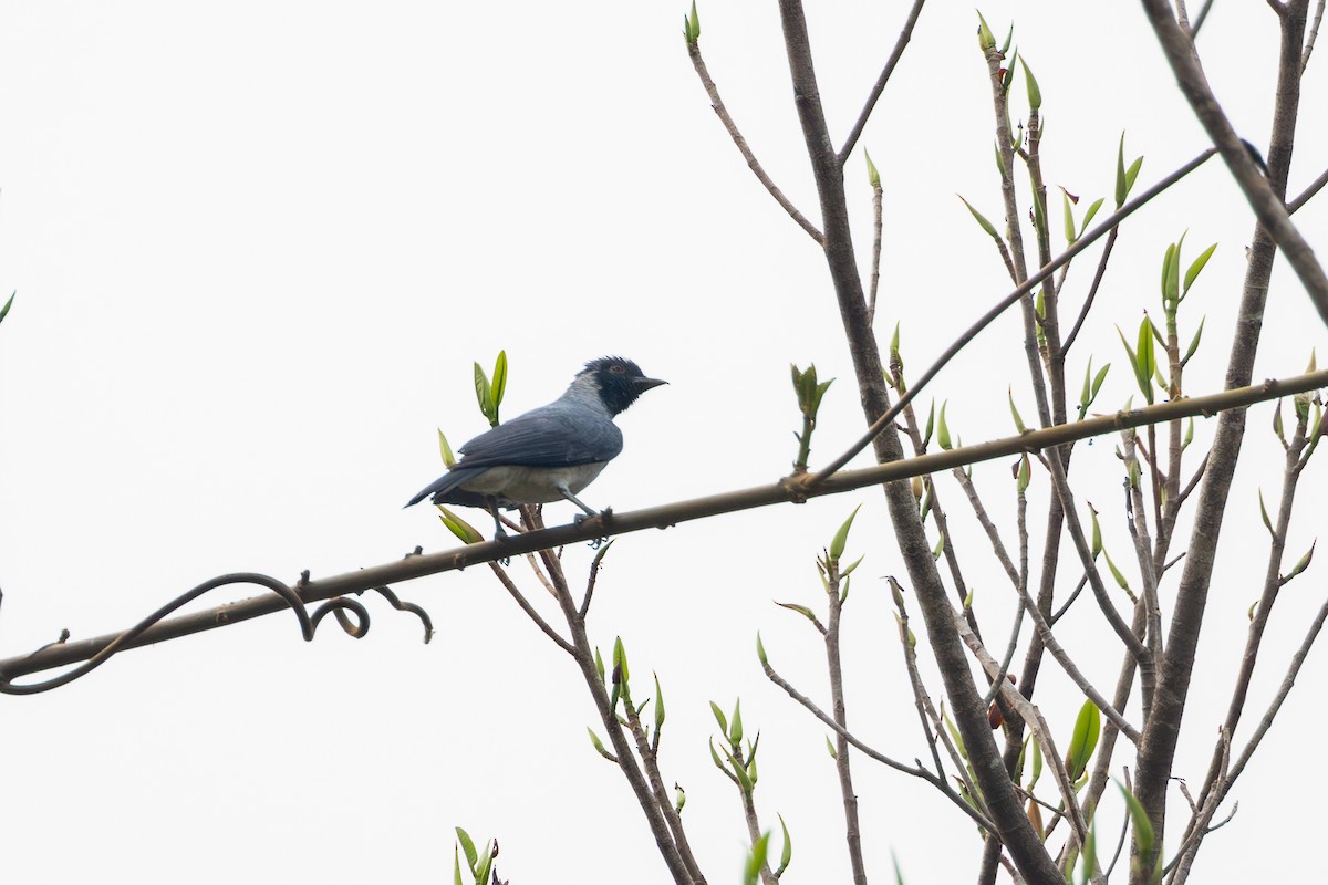 Black-faced Cotinga - Gustavo Dallaqua