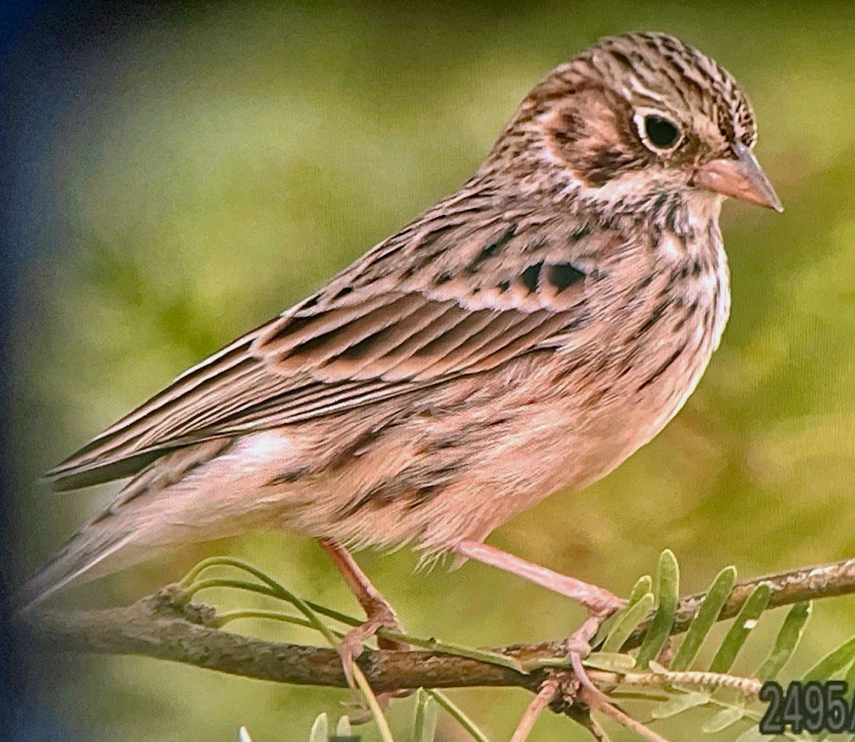 Vesper Sparrow - ML623675834