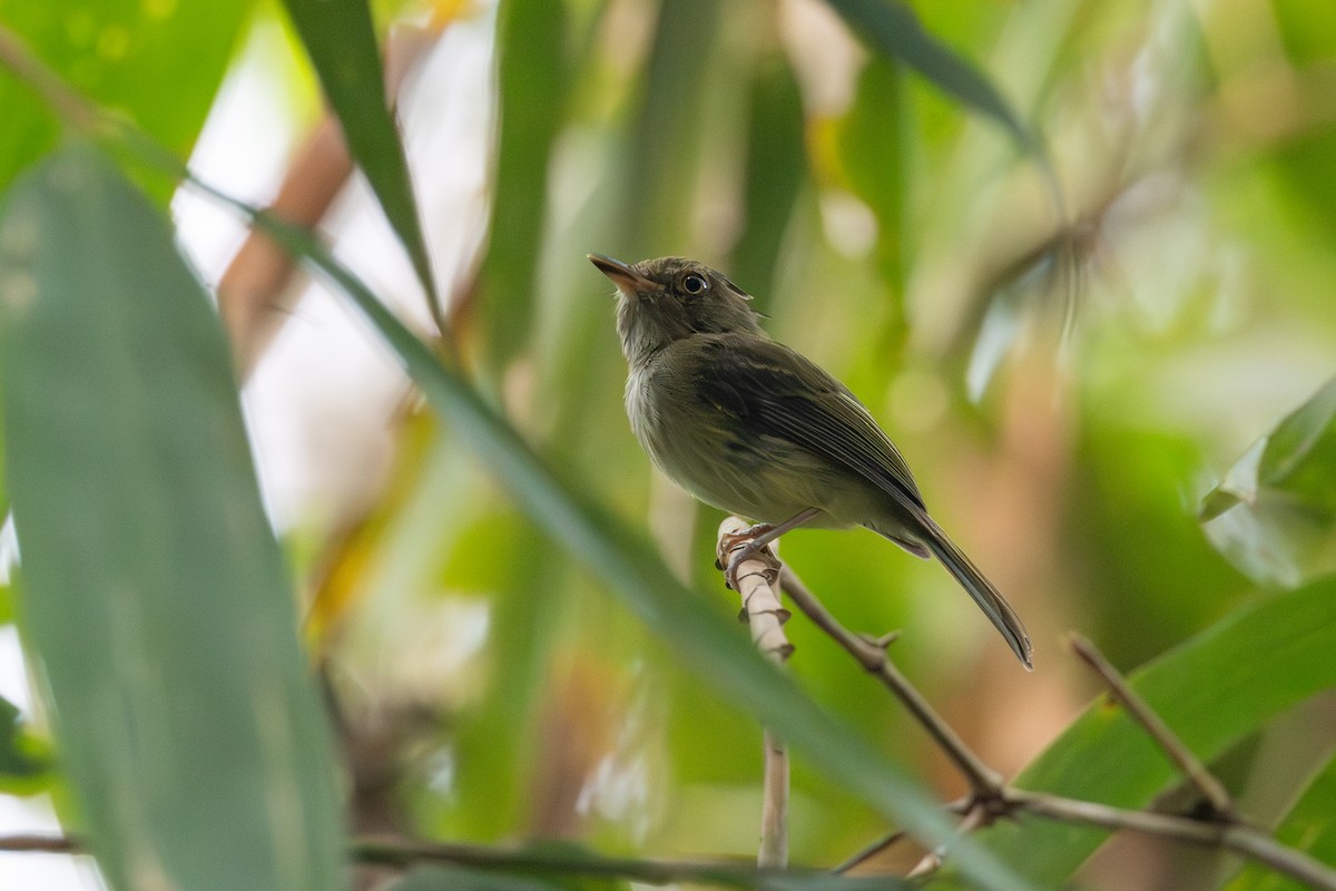 Long-crested Pygmy-Tyrant - ML623675836