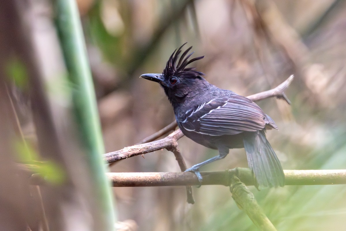 White-lined Antbird - ML623675844