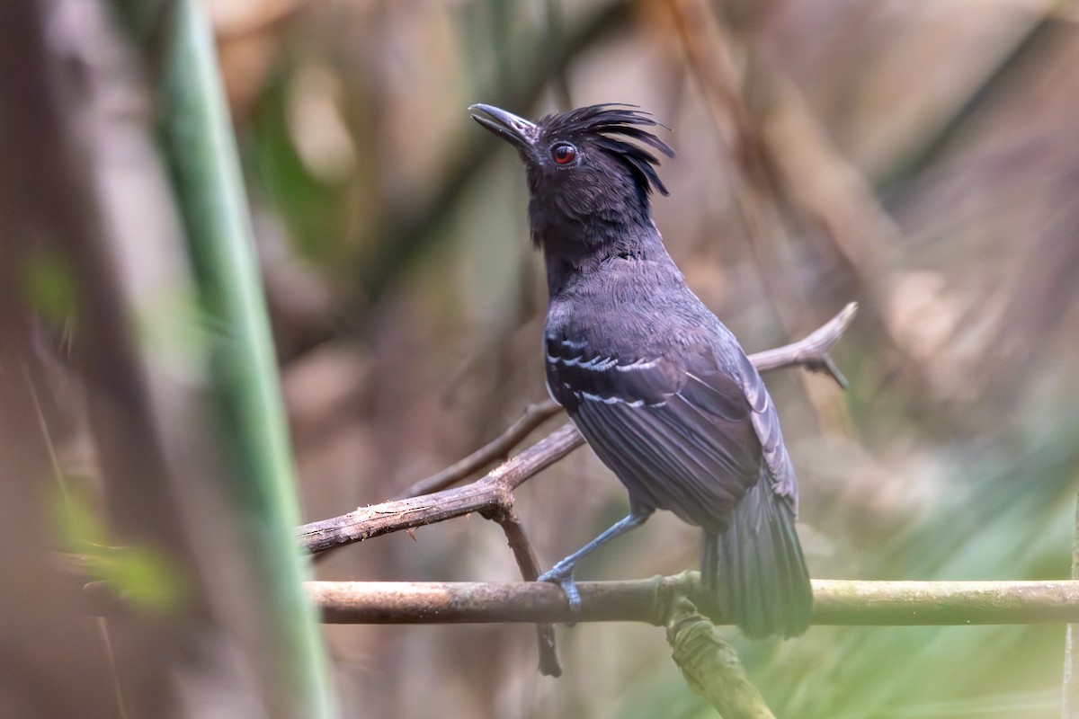 White-lined Antbird - ML623675845