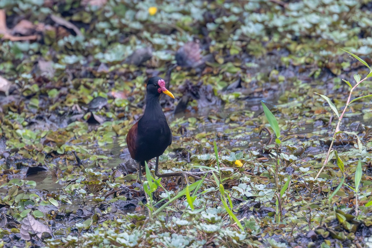 Wattled Jacana - ML623675871