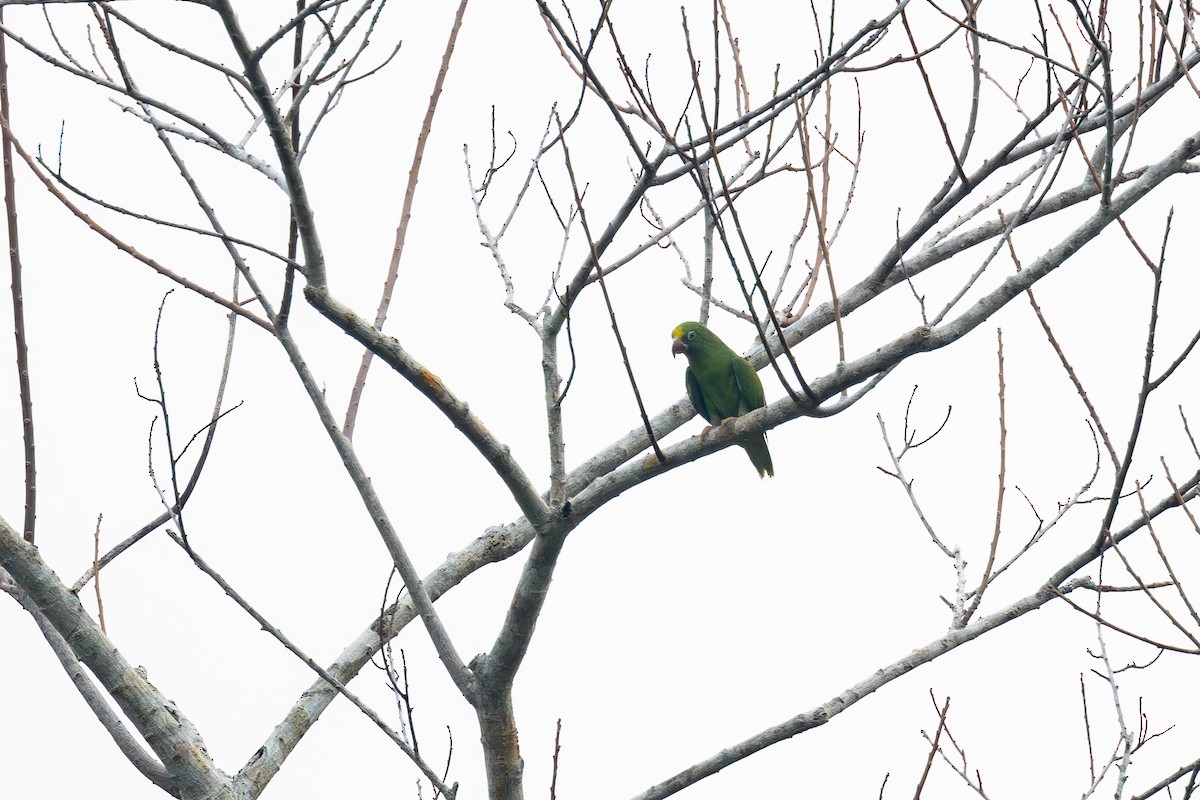 Tui Parakeet - ML623675884