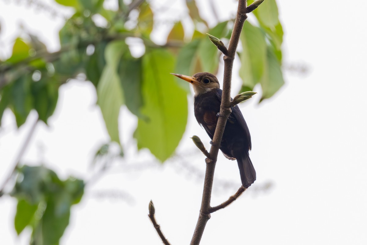 White-throated Jacamar - ML623675891