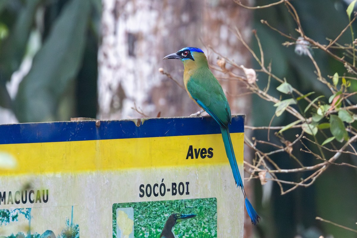 Amazonian Motmot - ML623675914