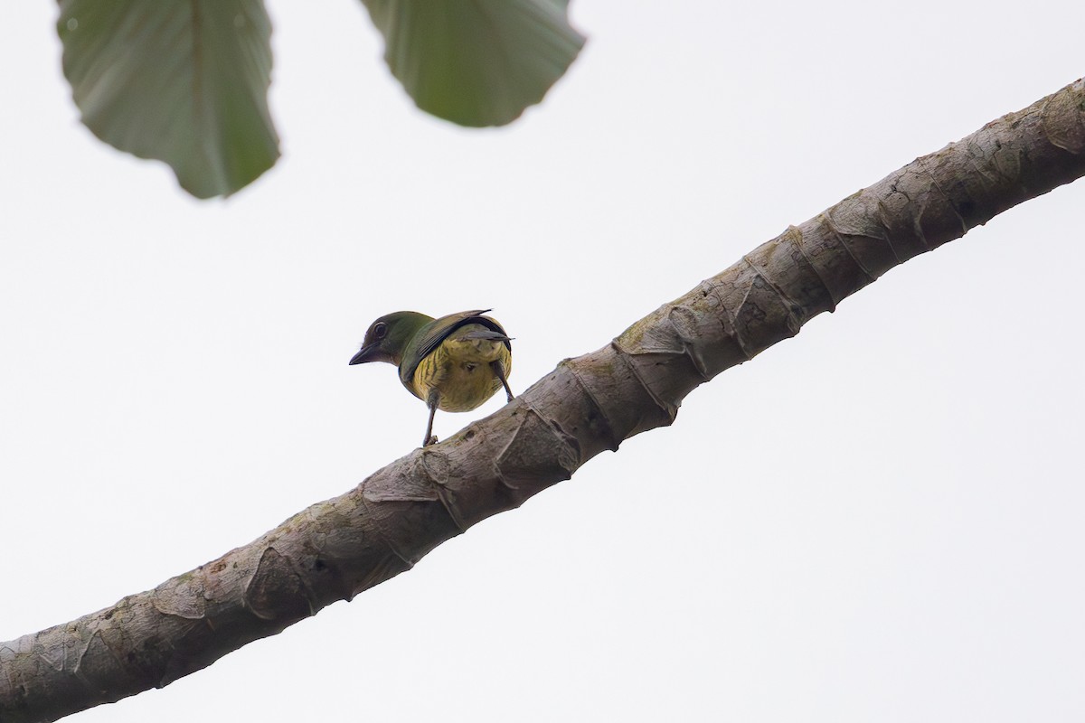 Swallow Tanager - ML623675925