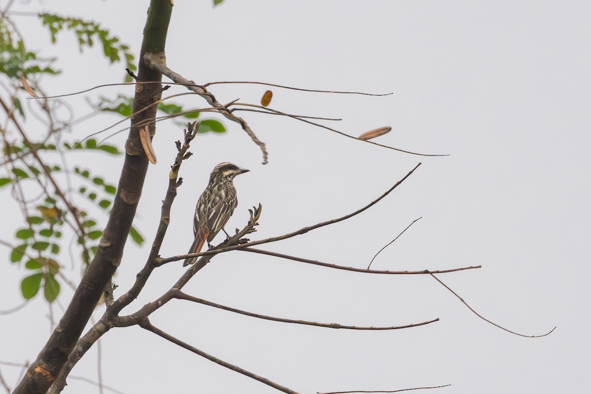 Piratic Flycatcher - Gustavo Dallaqua