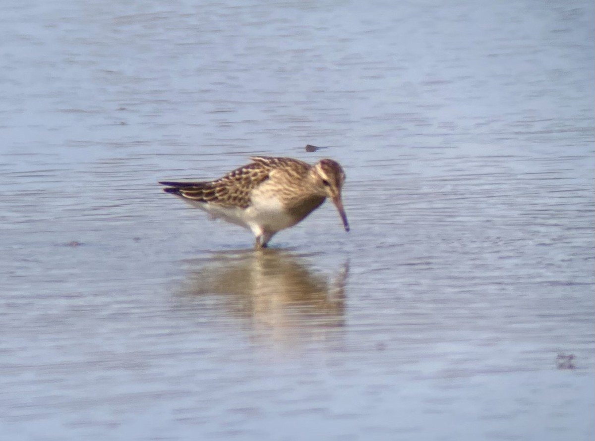 Pectoral Sandpiper - ML623675930