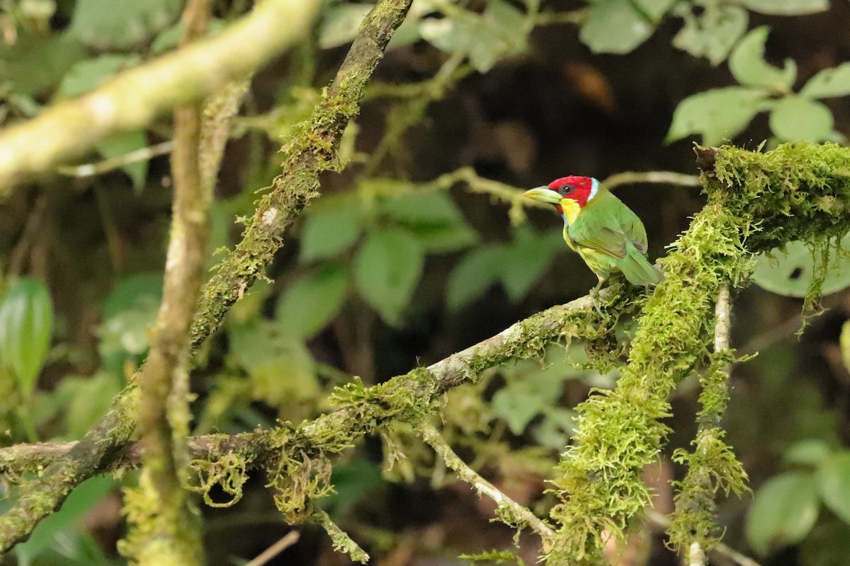 Çok Renkli Barbet - ML623675932