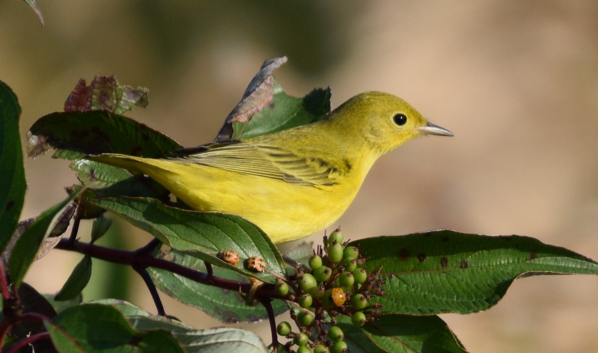 Yellow Warbler (Northern) - John Wright