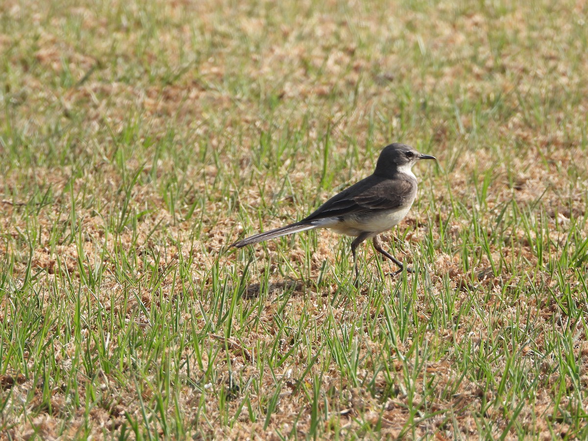 Cape Wagtail - ML623675942