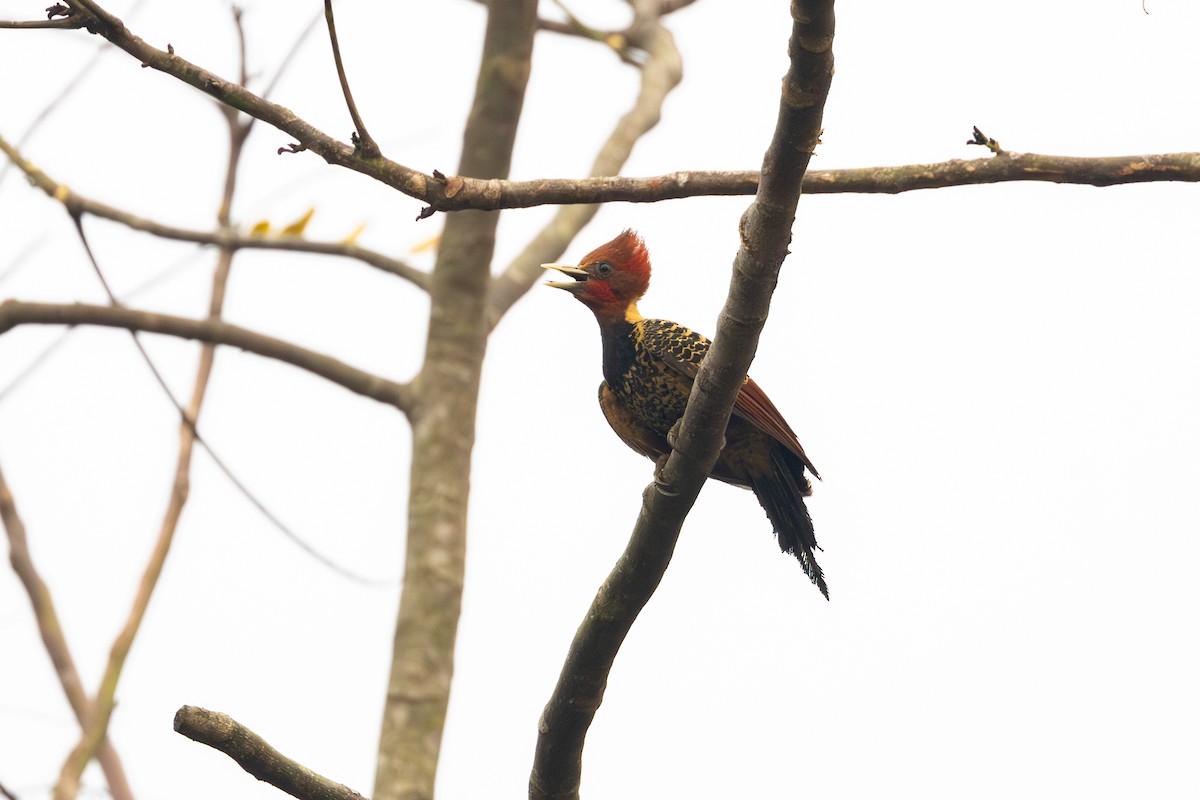 Rufous-headed Woodpecker - ML623675946