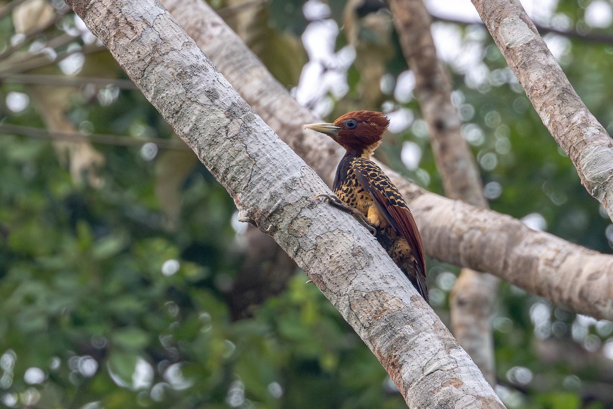 Rufous-headed Woodpecker - ML623675947