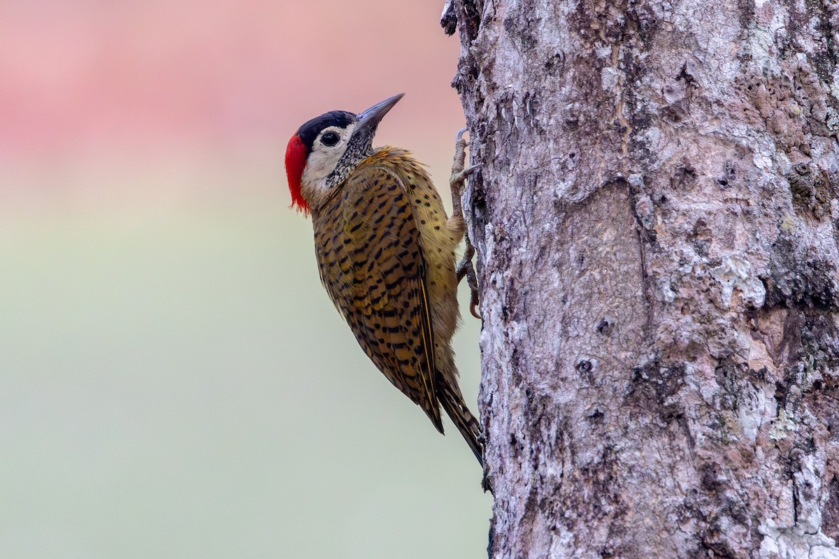 Spot-breasted Woodpecker - ML623675956