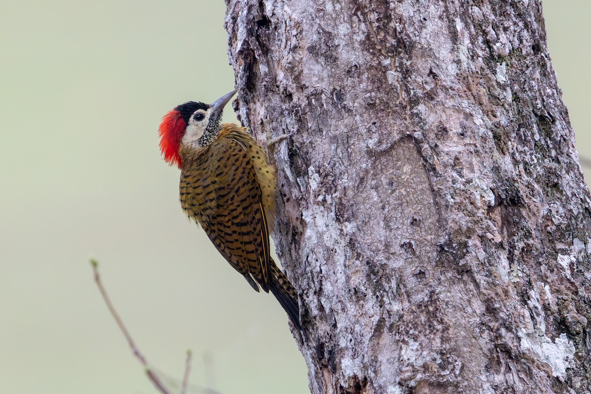 Spot-breasted Woodpecker - ML623675960