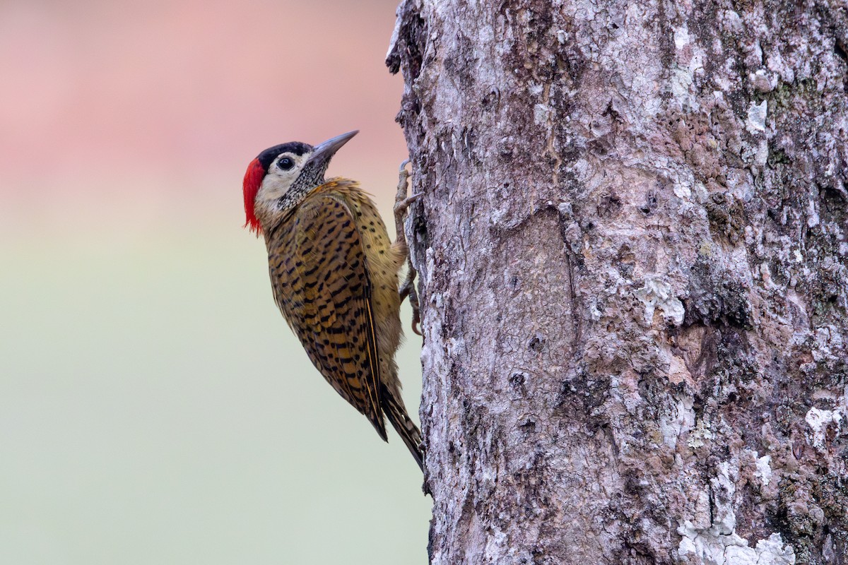 Spot-breasted Woodpecker - ML623675961