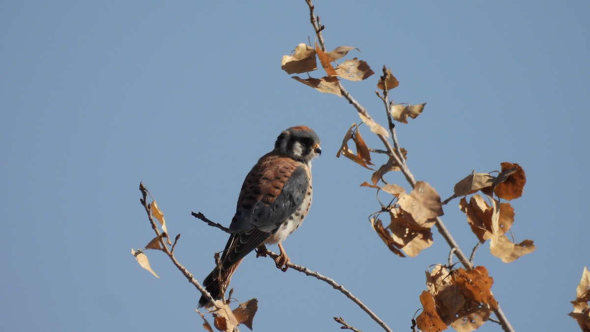 American Kestrel - ML623675972