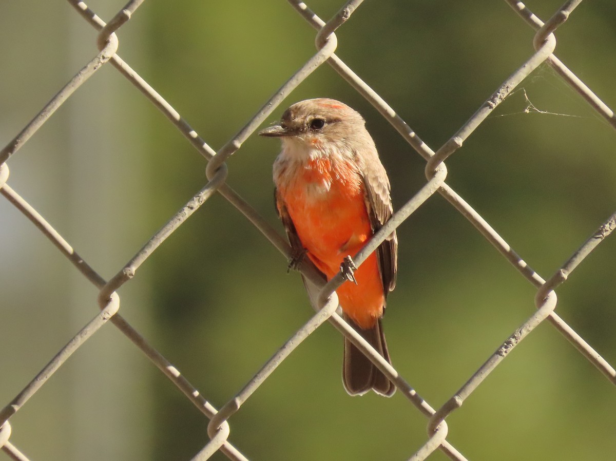 Vermilion Flycatcher - ML623676033