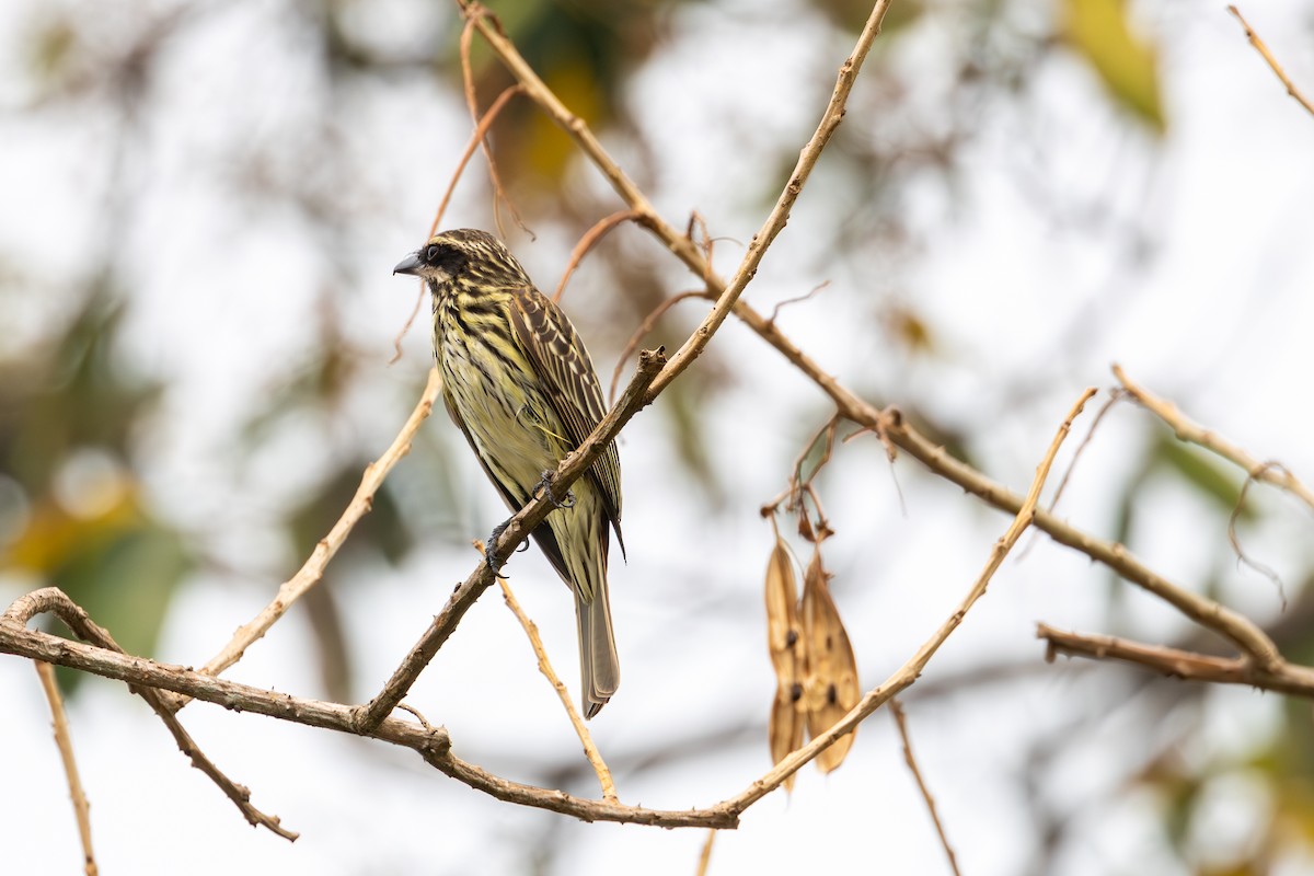 Streaked Flycatcher - ML623676037