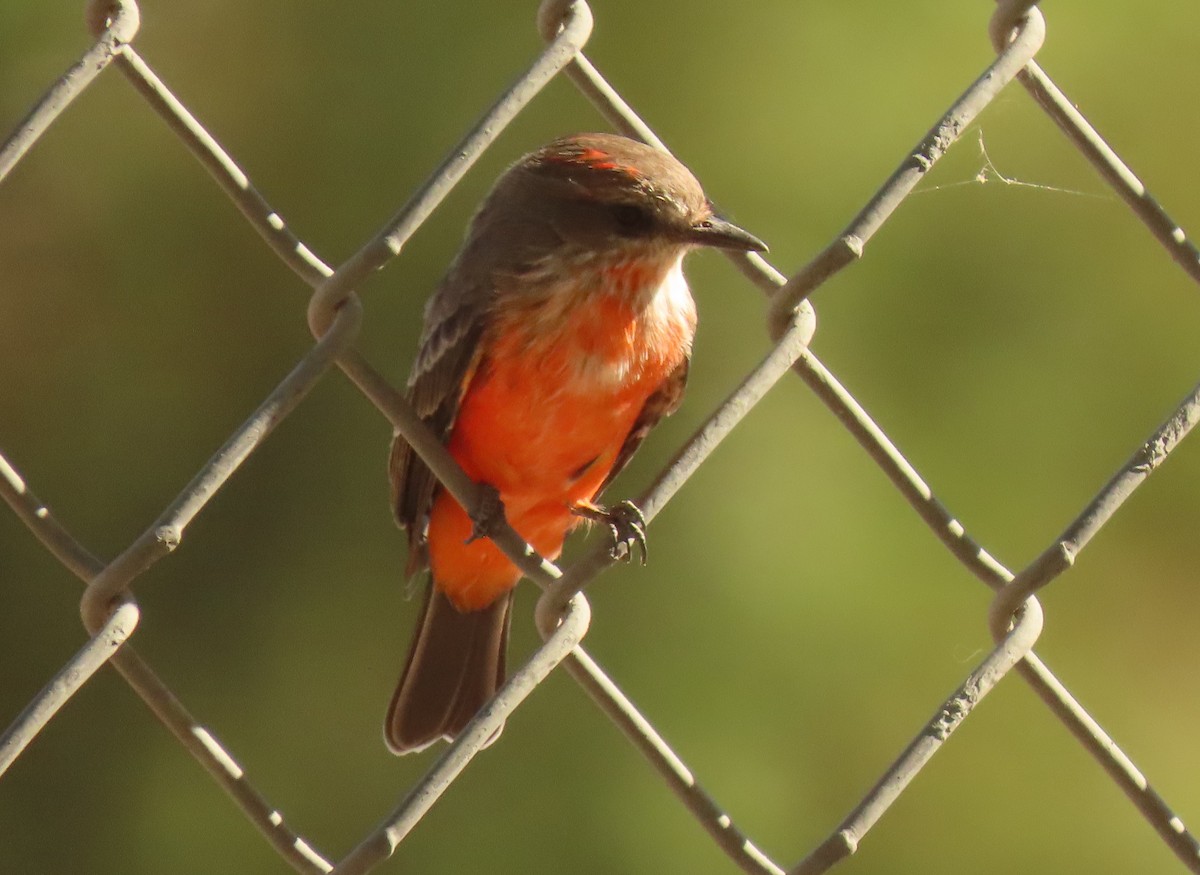 Vermilion Flycatcher - ML623676039