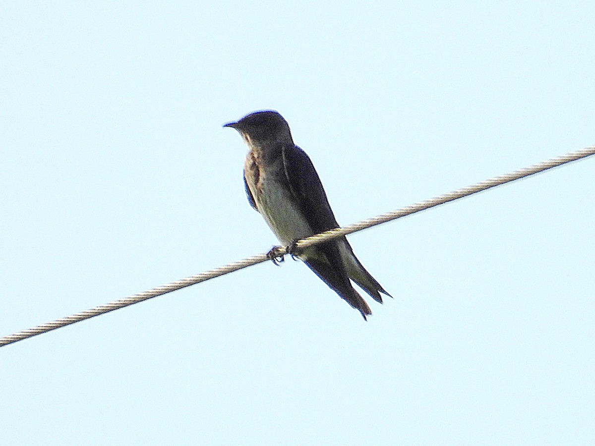 Purple Martin - ML623676042