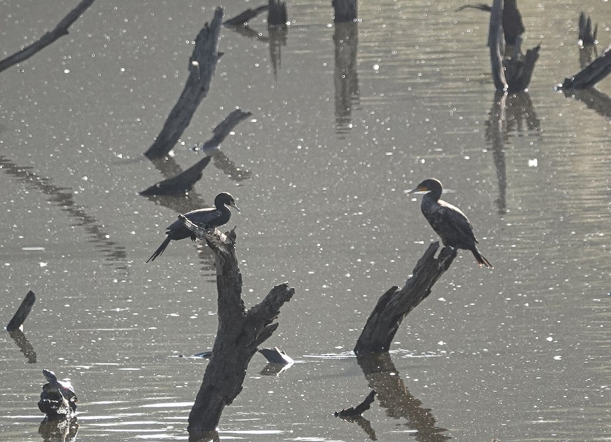 Neotropic Cormorant - ML623676051