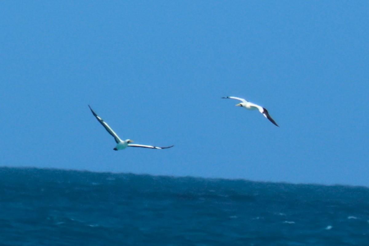 Masked Booby - ML623676082