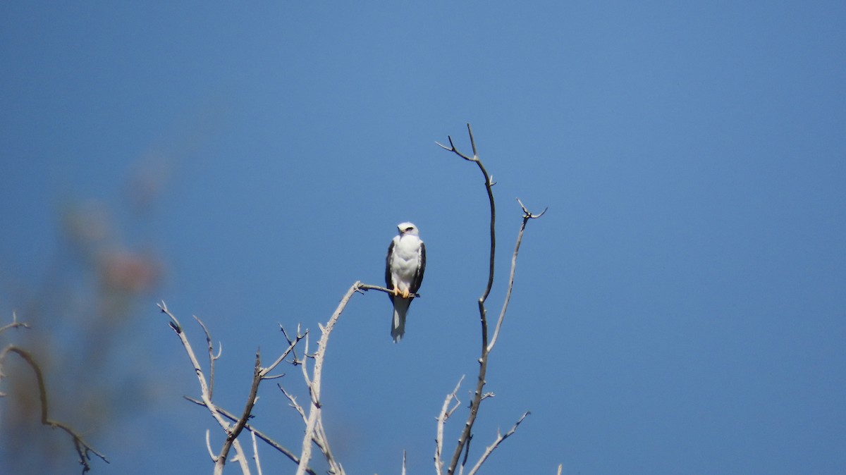 White-tailed Kite - Rachelle Bergmann