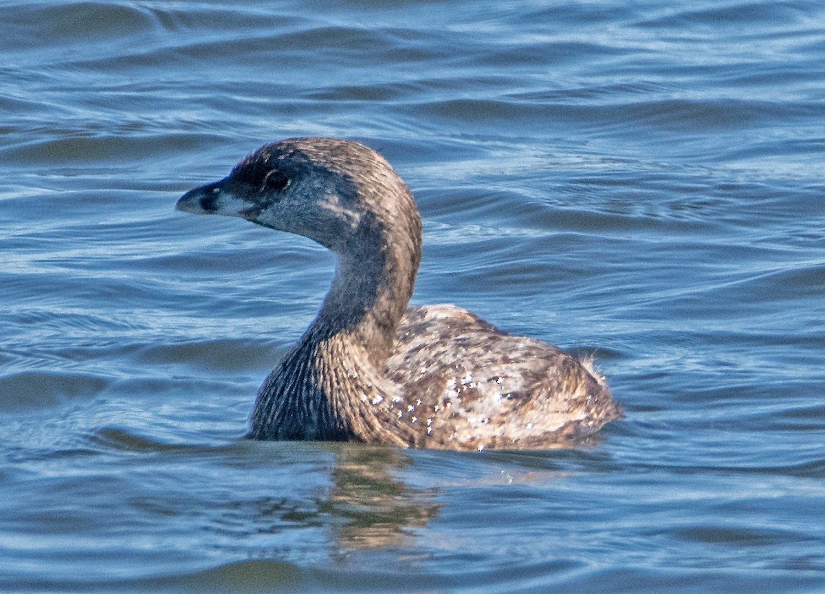 Pied-billed Grebe - ML623676153