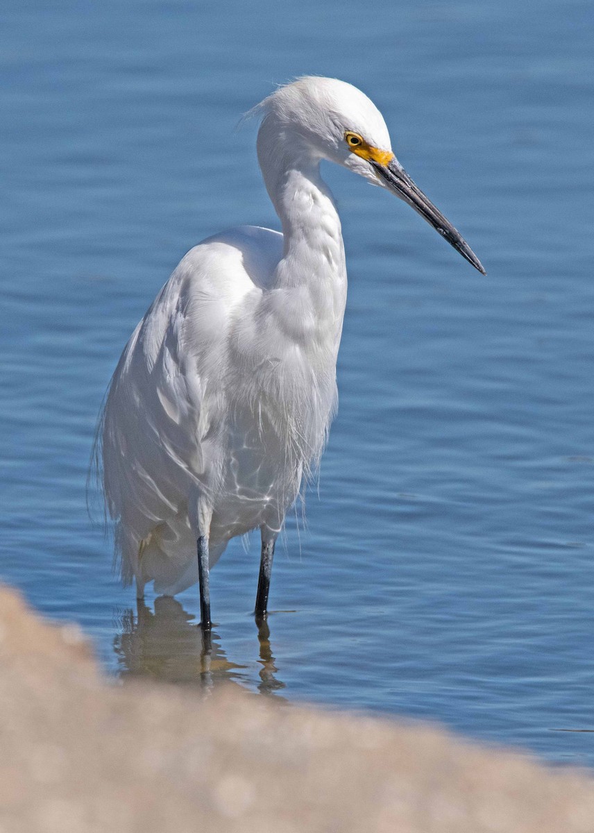 Snowy Egret - ML623676158