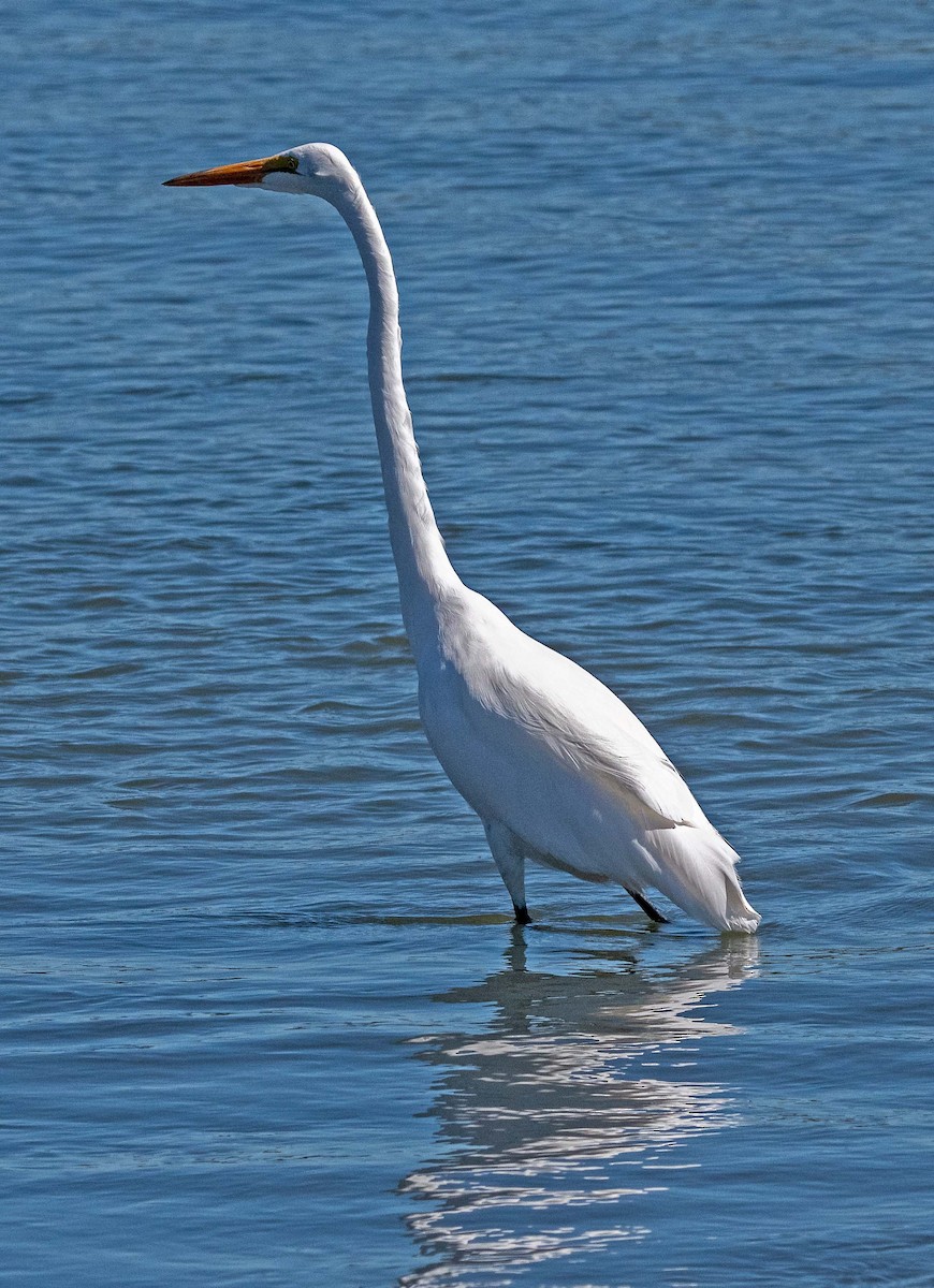 Great Egret - ML623676165