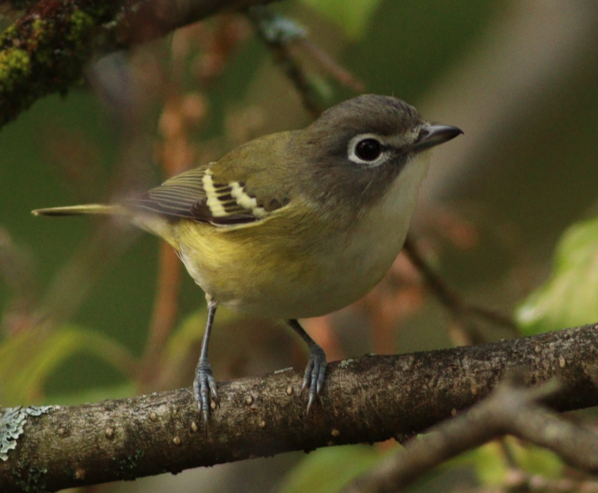 Blue-headed Vireo - ML623676171
