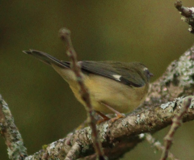 Black-throated Blue Warbler - ML623676198
