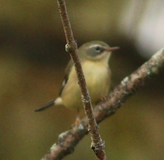 Black-throated Blue Warbler - ML623676199