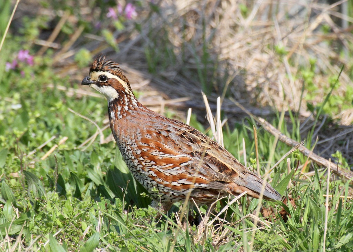 Northern Bobwhite - ML623676218